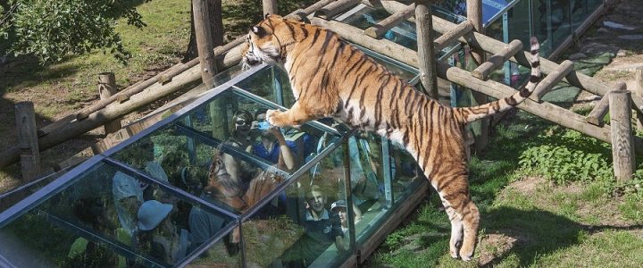 Le Safari de Peaugres