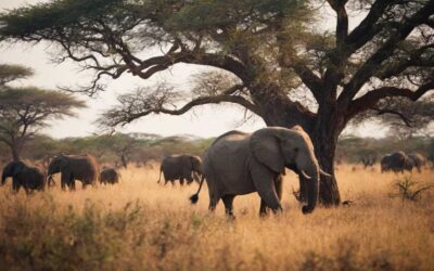 Vivez l&rsquo;aventure ultime en découverte du safari parc Kruger